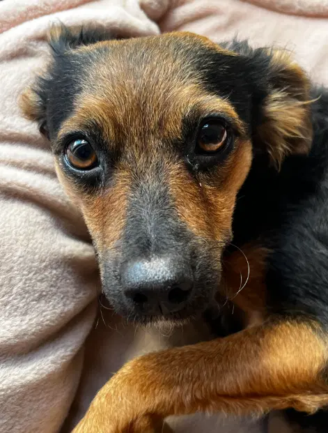 Sadie image 2