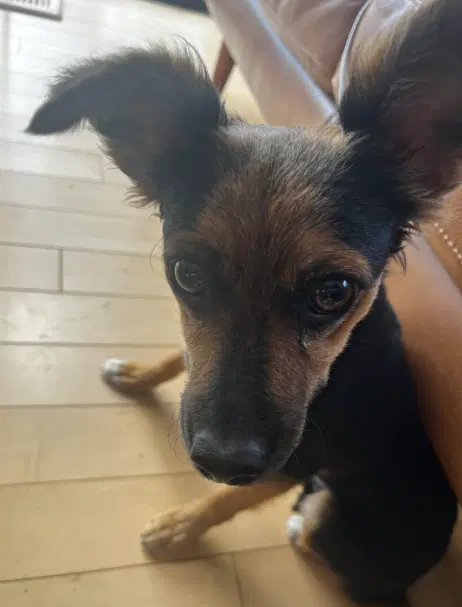 Sadie image 3