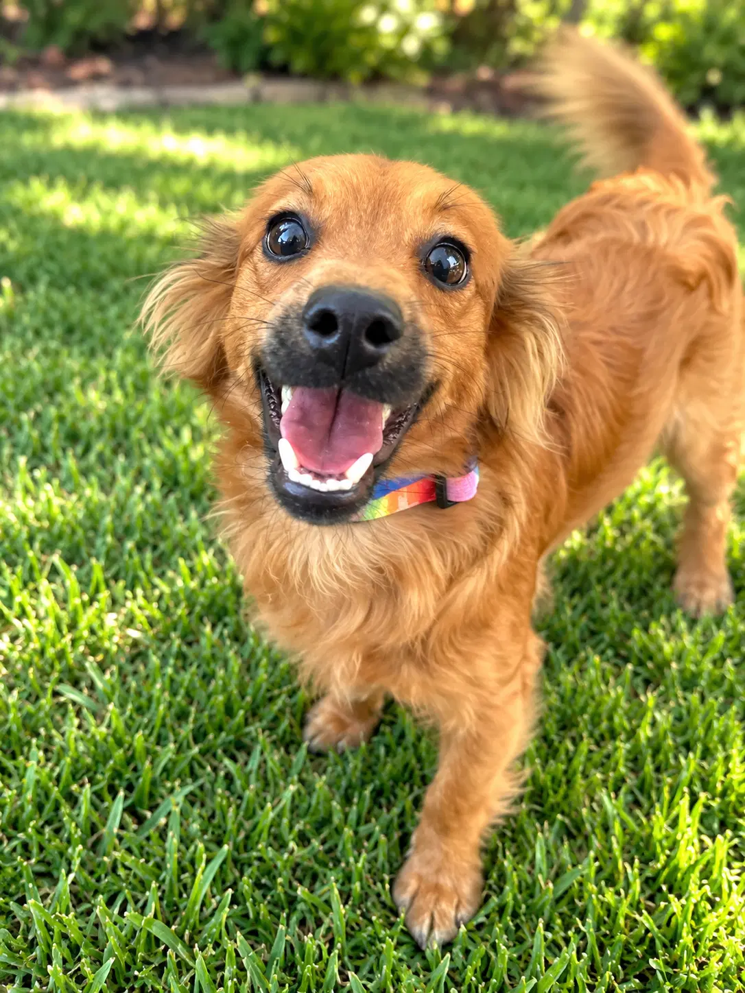 Danny - Spaniel