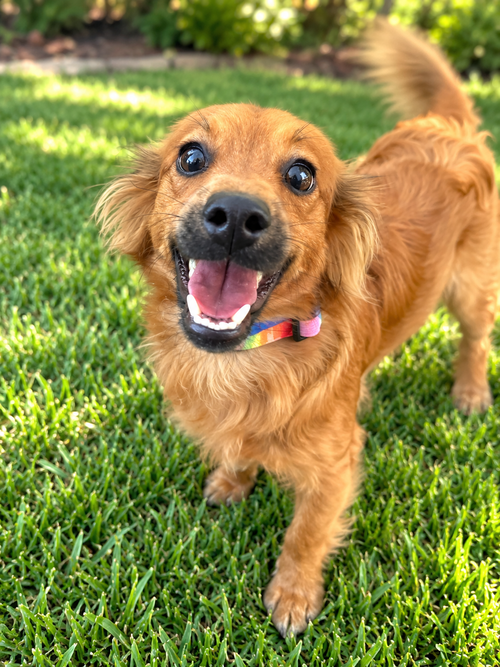 Danny, Spaniel / Mixed (medium coat)