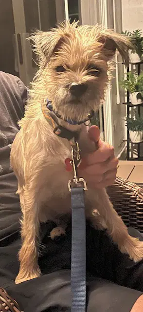 Barbie - Brussels Griffon