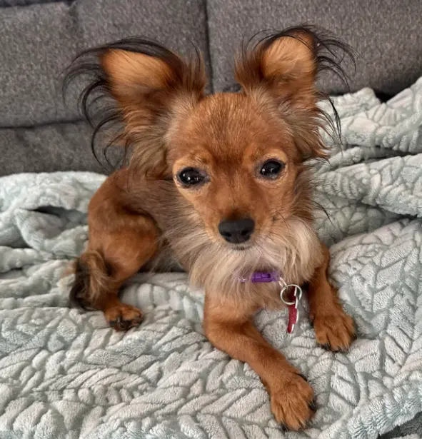 Princess - Chihuahua