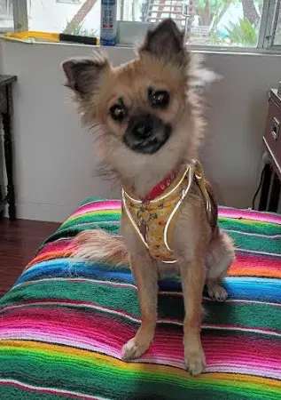 Brandi image 1