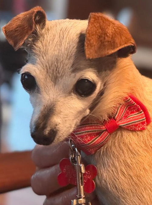 Nadette, an adoptable Chihuahua in San Diego, CA