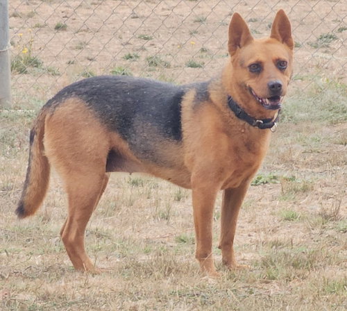 animal-image