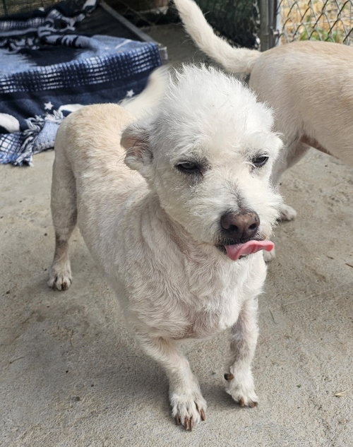 picture of the dog needing adoption