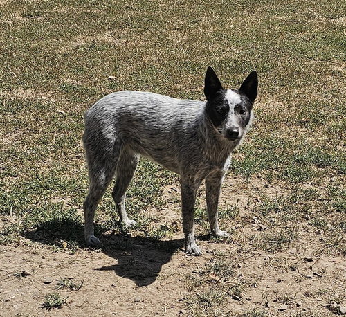 picture of the dog needing adoption