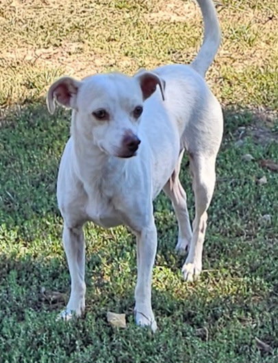 picture of the dog needing adoption