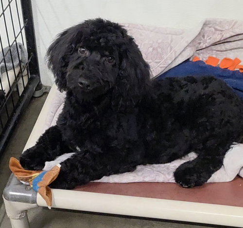 picture of the dog needing adoption