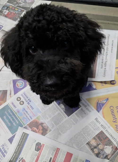 picture of the dog needing adoption