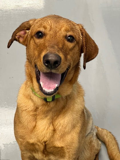 Dog for Adoption - Rolo, a Labrador Retriever in Ishpeming, MI | Alpha Paw