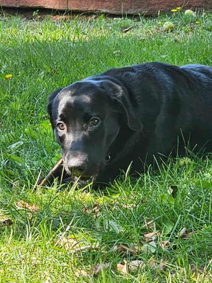 Dog For Adoption - Nala, A Labrador Retriever In Marquette, MI | Alpha Paw