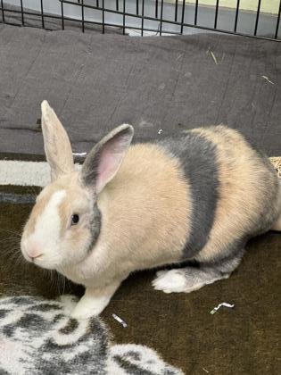 adoptable Rabbit in Gwinn, MI named Honey Bunny
