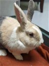 adoptable Rabbit in  named Sweet Pea
