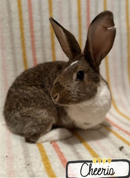adoptable Rabbit in Gwinn, MI named Cheerio