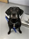 adoptable Dog in , MI named Susie