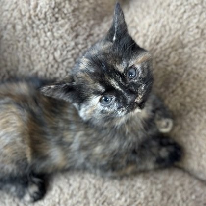 adoptable Cat in Gwinn, MI named Rosetta