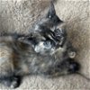 adoptable Cat in , MI named Rosetta