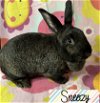 adoptable Rabbit in  named Sneezy