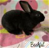 adoptable Rabbit in  named Bashful