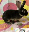 adoptable Rabbit in  named Dopey