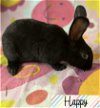adoptable Rabbit in  named Happy