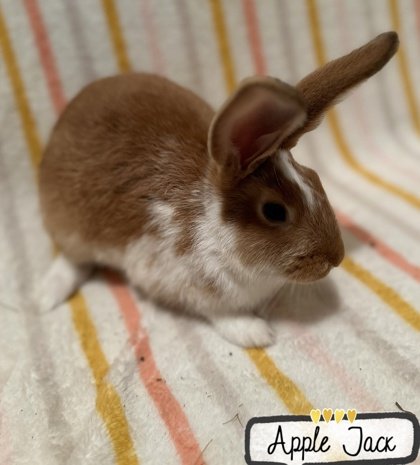 adoptable Rabbit in Gwinn, MI named Apple Jack