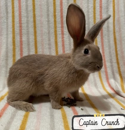 adoptable Rabbit in Gwinn, MI named Captain Crunch