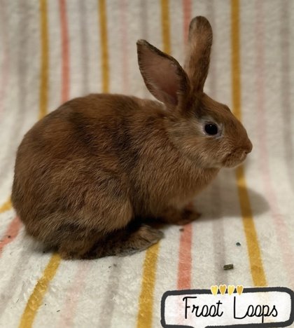 adoptable Rabbit in Gwinn, MI named Froot Loop