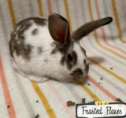 adoptable Rabbit in Gwinn, MI named Frosted Flake