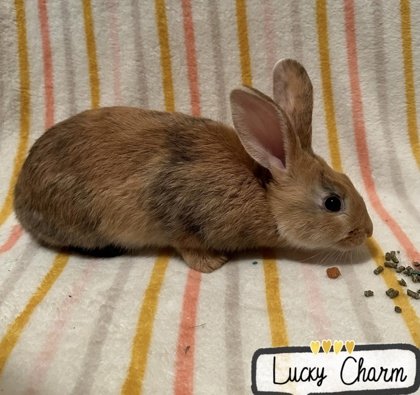 adoptable Rabbit in Gwinn, MI named Lucky Charm