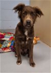 adoptable Dog in  named Mowglie