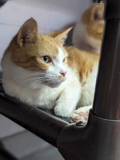 adoptable Cat in Gwinn, MI named Peaches