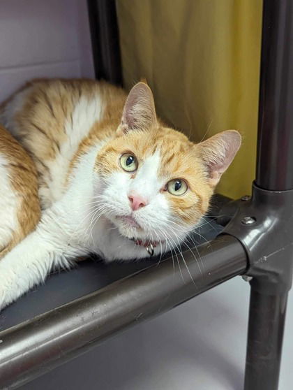 adoptable Cat in Gwinn, MI named Sunshine