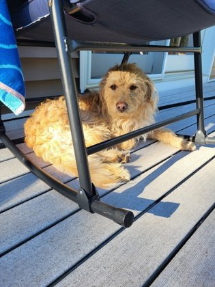 adoptable Dog in Gwinn, MI named Rio
