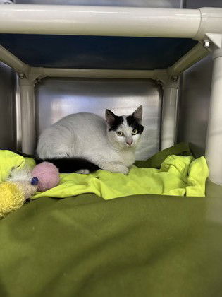 adoptable Cat in Gwinn, MI named Middie