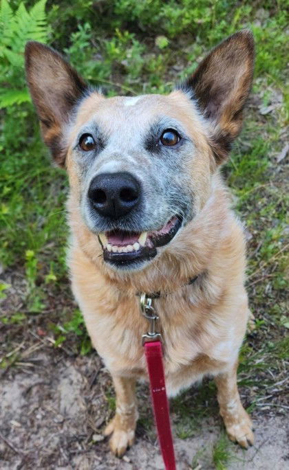 adoptable Dog in Gwinn, MI named Hondo