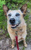 adoptable Dog in , MI named Hondo