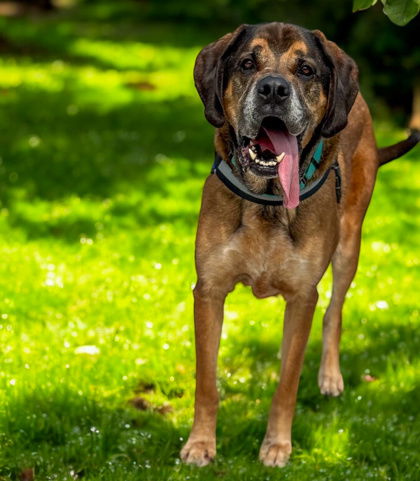 adoptable Dog in Gwinn, MI named Moose