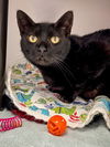 adoptable Cat in Gwinn, MI named Misty