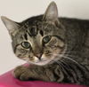 adoptable Cat in Gwinn, MI named Hamper