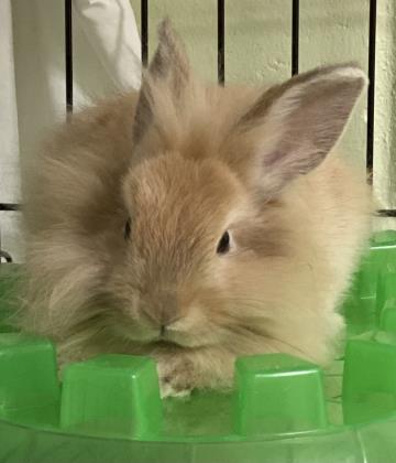 adoptable Rabbit in Gwinn, MI named Hip Hop