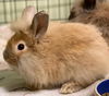 adoptable Rabbit in  named Hopzilla