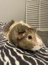 adoptable Guinea Pig in , MI named Eleanore