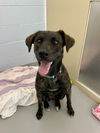 adoptable Dog in , MI named Betsy