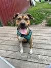 adoptable Dog in , MI named Lizzie