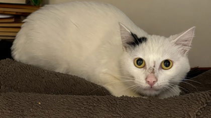 adoptable Cat in Gwinn, MI named Milkshake