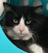 adoptable Cat in , MI named Socks