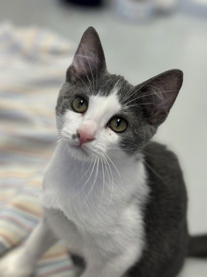 adoptable Cat in Gwinn, MI named Ram