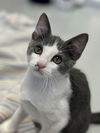 adoptable Cat in , MI named Ram